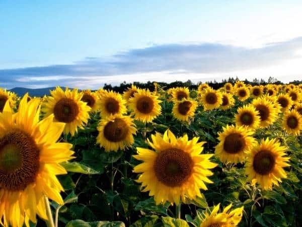 Why Sunflower is Called a Cheerful And Happy Flower