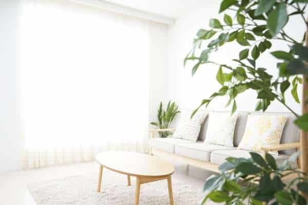 The Benefits of Adding Plants to Your Living Room